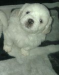 Cachorros – Lhasa Apso