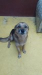 Doa-se 2 cachorros adestrados e castrados