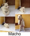 Filhotes de Akita Inu