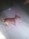 Pinsher Femea