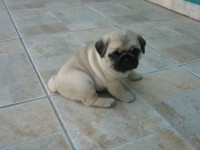 Quero adotar um PUG