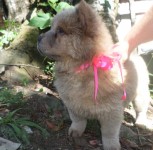 Vendo Filhotes de Chow Chow