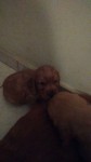 Cocker Spaniel