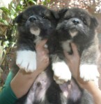 Filhotes de Akita