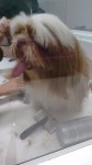 Aceito doações de cachorros e gatos