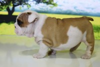 Filhotes de bulldog inglês ótima linhagem