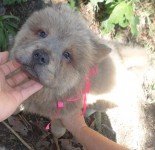 Vendo Filhotes de Chow Chow