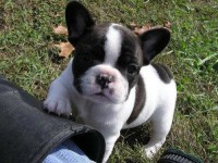 Procuro bulldog para adoção