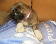 Filhotes de Akita