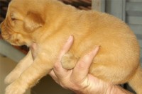 Filhotes de Golden Retriever