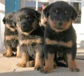 Rott Gigante Puro
