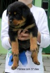 Filhotes de Rottweiler