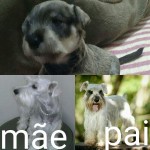 Vende Mini Schnauzer