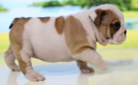 Filhotes de bulldog inglês ótima linhagem