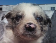 Vendo Lindos Filhotes de Border Collie Blue Merle
