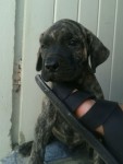 Fila Brasileiro padrão extras