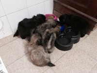 Filhotinhos Hiper fofos de Shih Tzu