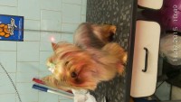 Yorkshire  Terrier