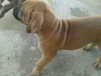 Fila Brasileiro padrão extras