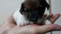 Lindos filhotes de Jack Russel Terrier