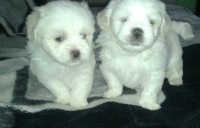 Cachorros – Lhasa Apso