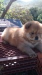 Lindos ChowChow