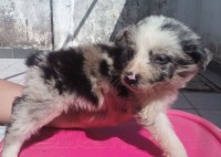 Vendo Lindos Filhotes de Border Collie Blue Merle