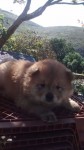 Lindos ChowChow