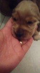 Cocker Spaniel