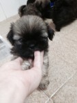 Filhotinhos Hiper fofos de Shih Tzu