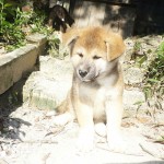 Filhotes de Akita
