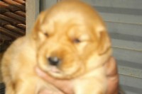 Filhotes de Golden Retriever