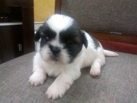 2 Fêmeas de Shih Tzu