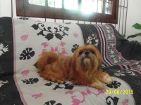 Filhotes de Shih tzu à venda