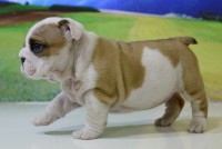 Filhotes de bulldog inglês ótima linhagem