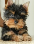 Filhote de Yorkshire Terrier