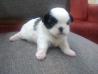 2 Fêmeas de Shih Tzu