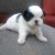 shihtzu femea 3