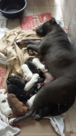 Filhotes de Pit Bull
