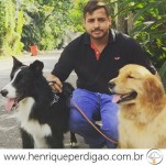 Adestramento de Cães em Domicílio no Rio de Janeiro