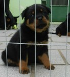 Filhotes de Rottweiler