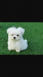 Procuro  cachorrinha shitzu, maltes ou chiuaua