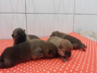 Filhotes de Shiba Inu – Pedigree CBKC