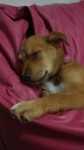 Filhote 3 meses