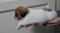 Lindos filhotes de Jack Russel Terrier