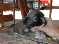 Filhotes de Shih tzu à venda