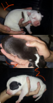 Filhotes de Pit Bull