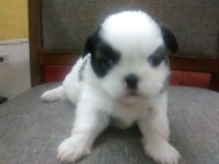 2 Fêmeas de Shih Tzu
