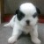 shihtzu femea 4