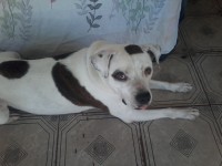 Cachorra